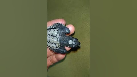 my pet loggerhead sea turtle | #shorts
