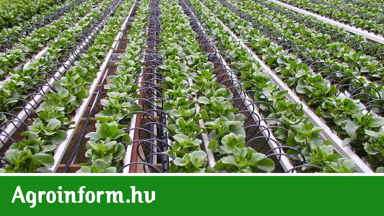 Egy csepegtetéses öntözés, ami a sivatagból is jól termő kertet varázsol