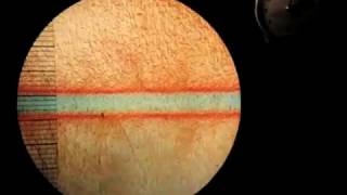 Video 4 - Double Diffusive Convection In Layers