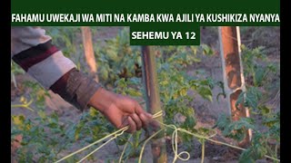 KILIMO CHA NYANYA 12: Uwekaji Wa Miti/ Kamba Ya Kushikizia Nyanya Tayari Kwa Kubeba Matunda