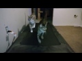 Cats on the treadmill