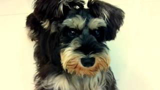 dramatic dog(kill bill)