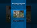 Beloved lion euthanized at the National Zoo