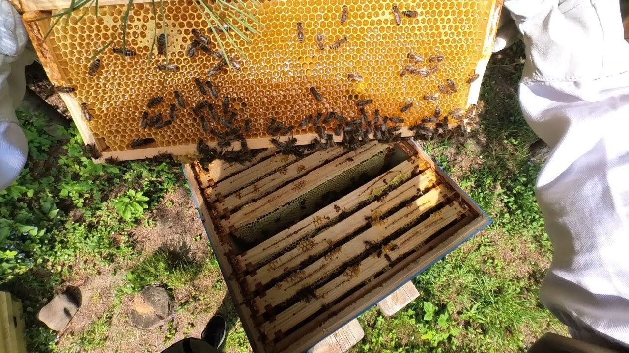 Sprawdźmy ile miodu jest w nadstawkach i jak przebiega rozwój wiosenny pszczół. #pasieka #pszczoły