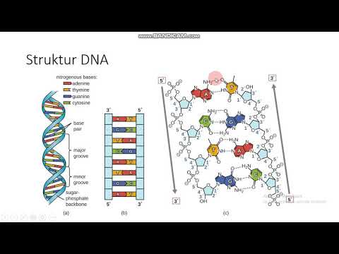 Video: Siapakah Pengguna DNA Tiruan? Menggunakan Metafora Untuk Mengaktifkan Mikroorganisma Di Pusat Biologi Sintetik