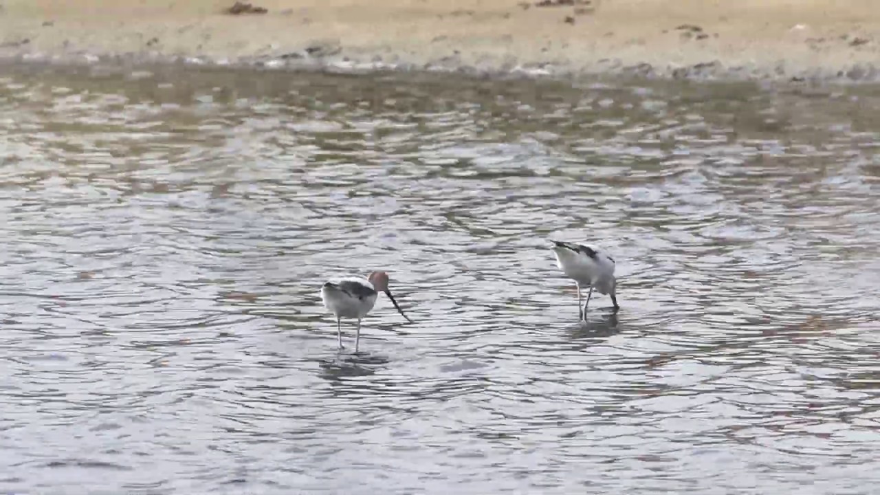 American Avocets