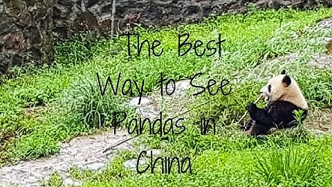 The Best Way to See Pandas in Chengdu