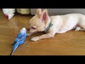 犬の鳴きまねをするインコ。