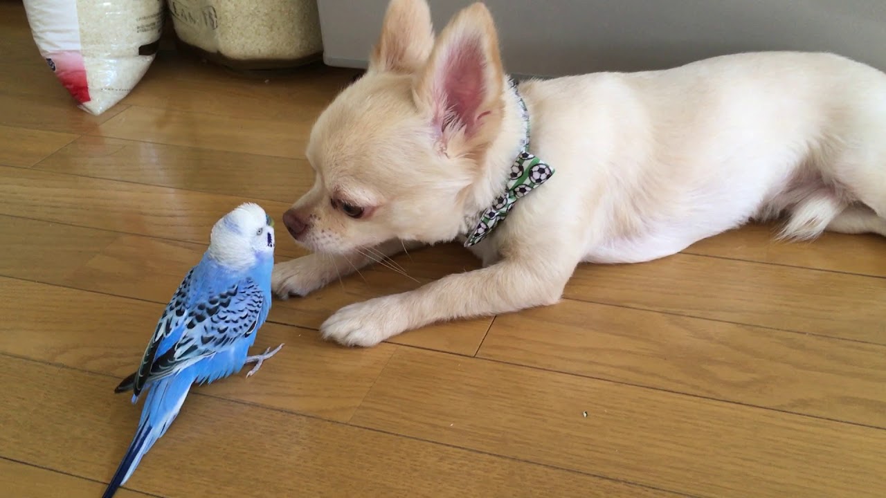 犬とじゃれ合うインコの姿がおもしろい バズモード Buzzmode