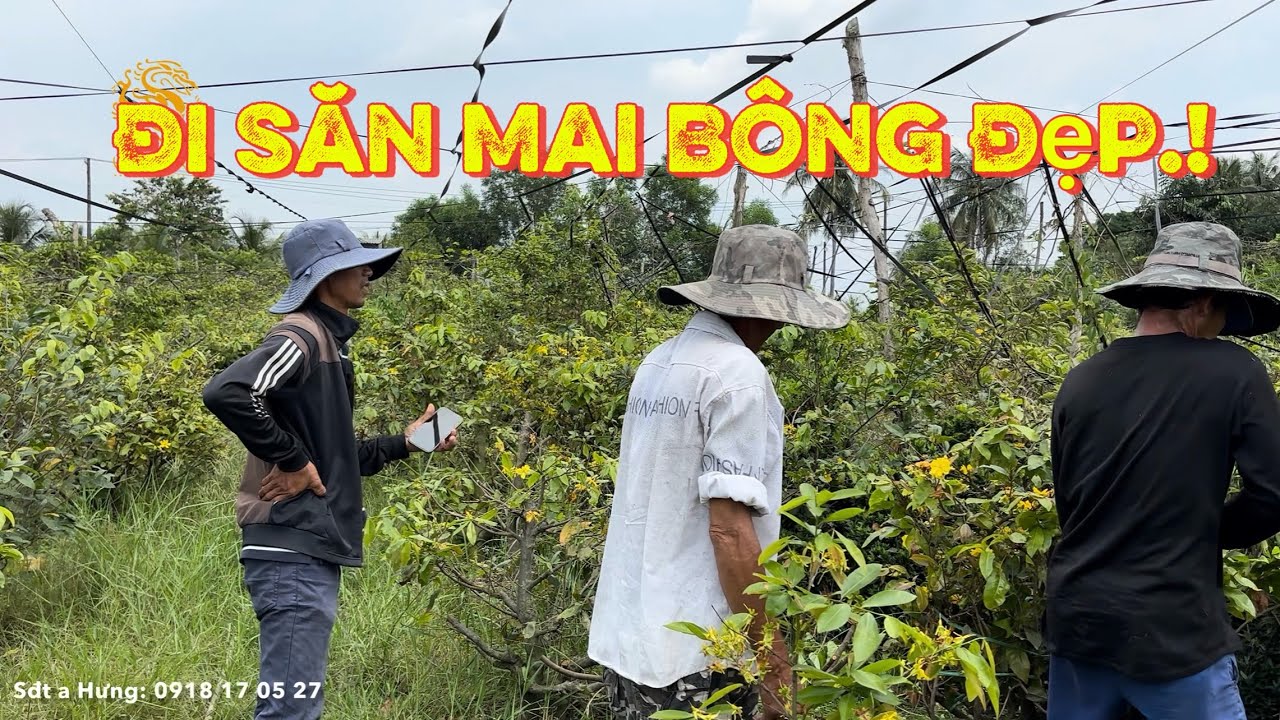 🐉Toàn cảnh quá trình đi săn Mai zin bông đẹp ở Làng Mai Vàng Bình Lợi|Vùng Đất Rồng 