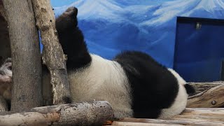 20240425 圓仔打食不玩罐 翹腳睡覺肖團團(午餐) Giant Panda Yuan Zai