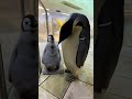 ＼ エンペラーペンギンの赤ちゃんの成長記録🐧／ #アドベンチャーワールド #エンペラーペンギン #adventureworld #penguin
