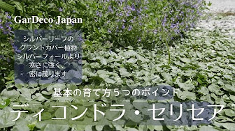 はじめての 初心者向け植物の育て方動画 Youtube