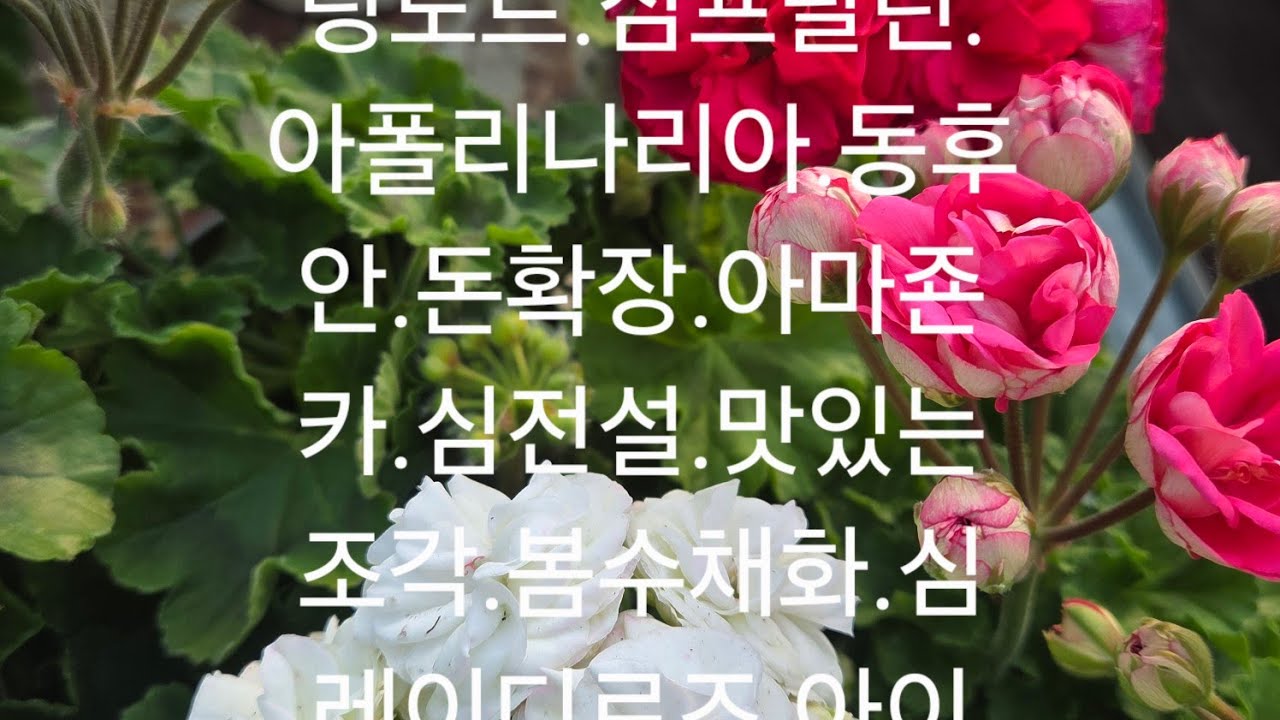 010.9821 3566 러시아 특대품.대품.소품.저렴히 분양합니다 