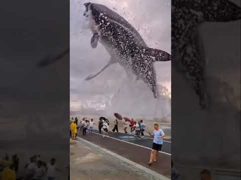 Tiburón gigante salta en el muelle #shorts increíble