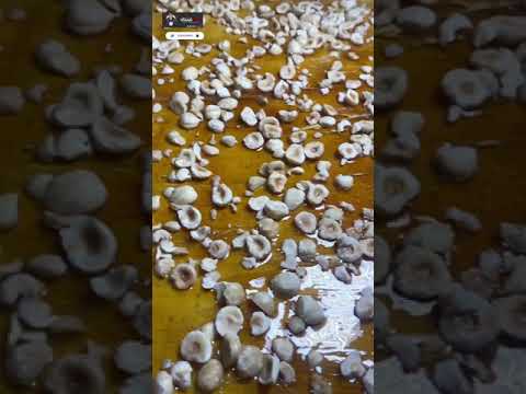 تجربتي مع المدلعه في طنطا اكله عدنان