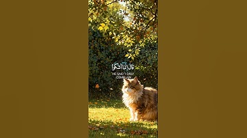 ارح سمعك و قلبك 🤍 قرآن كريم 🤍 اكتب شيئا تؤجر عليه 🤍