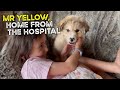 Mr yellow the aussie shepherd puppy is home from hospital