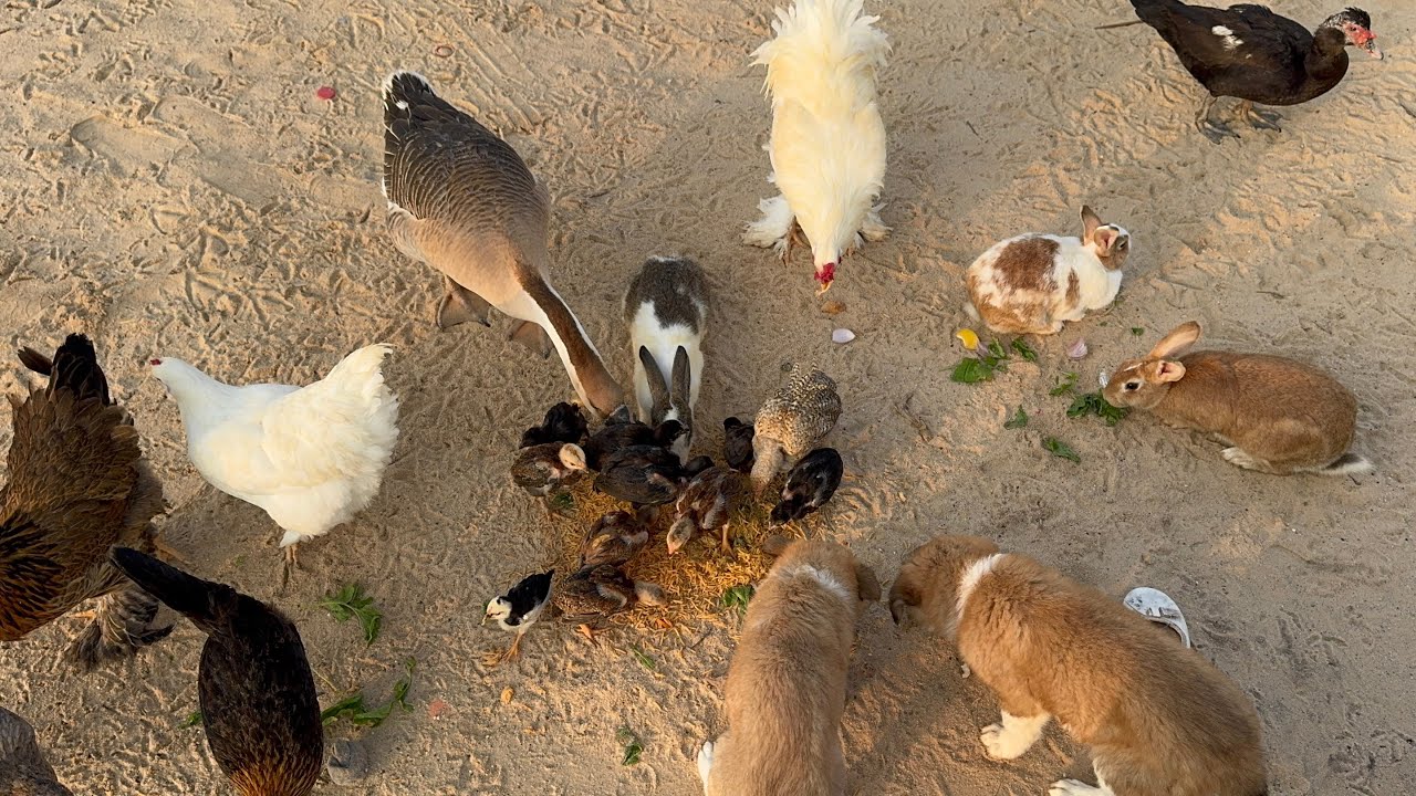 بيض البط فرخ كله | شغال على بعض التعديلات بالحوش