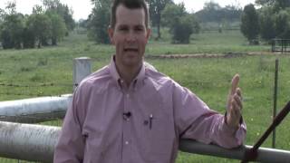 Jason Cleere - Beef & Cattle Literacy - Feeding Grain