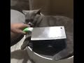 Как подстричь когти коту 🐈