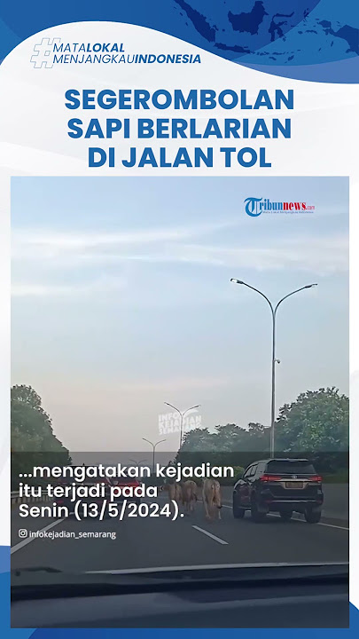 Viral Video Gerombolan Sapi 'Kuasai' Jalan Tol di Semarang, Pengendara Lain Terpaksa Pelan-pelan