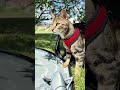 #cat #cats #lachat #chat