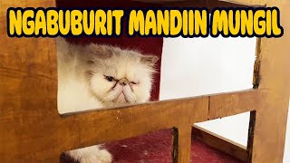 NGABUBURIT SAMBIL MANDIIN ANABUL KESAYANGAN by Kucing himalayaku official 35 views 1 month ago 1 minute, 51 seconds
