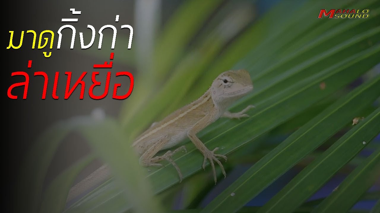 ลูกกิ้งก่า 2022 New มาดูการล่าเหยื่อของกิ้งก่าน้อยกัน