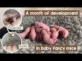 1 month of baby mouse development