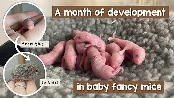 1 month of baby mouse development