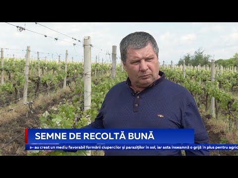 Video: Soiuri De Hrană Umedă Pentru Pisici Nutrish Amintite Voluntar Pentru Niveluri Ridicate De Vitamina D