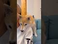 ポンのチュゥはプライスレス🐶❤️#柴犬 #shibainu #shorts