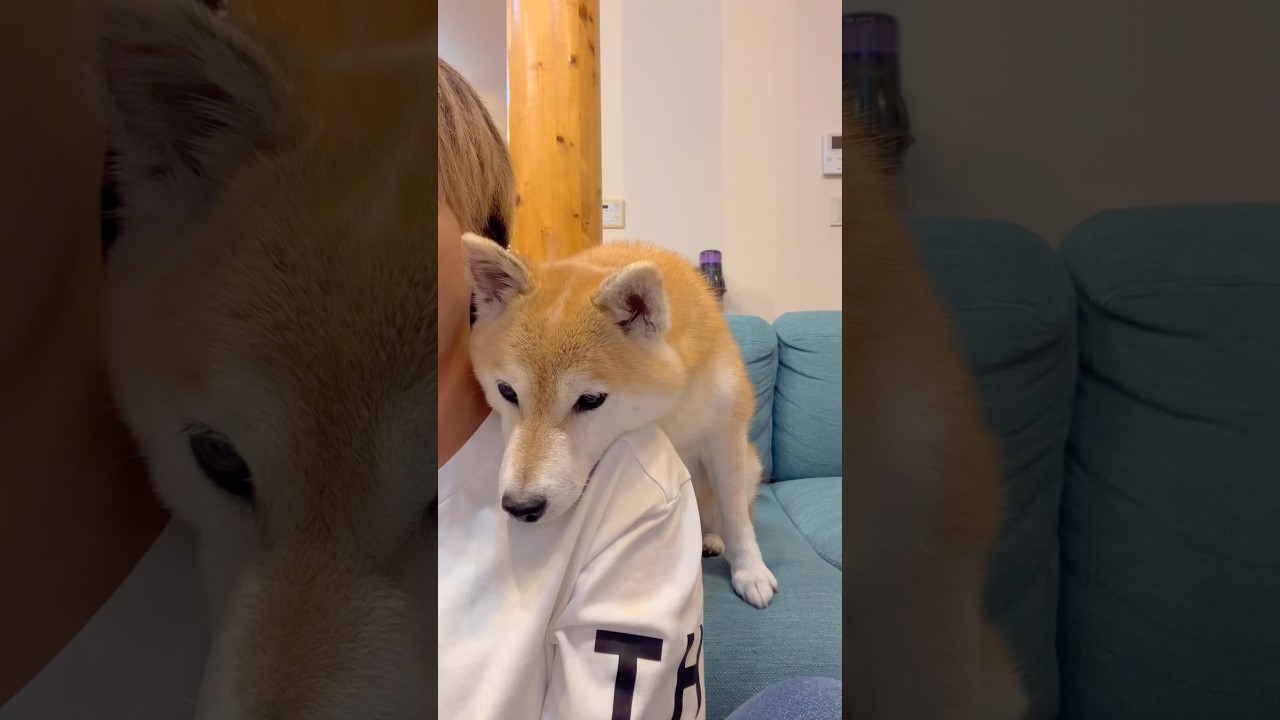 ポンのチュゥはプライスレス🐶❤️#柴犬 #shibainu #shorts