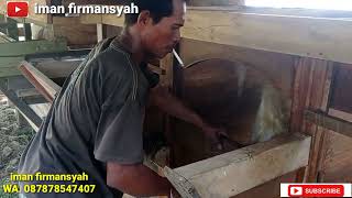 Cara mengawinkan domba garut secara alami