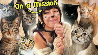 I Wanted to Understand Cats… So I Became One
