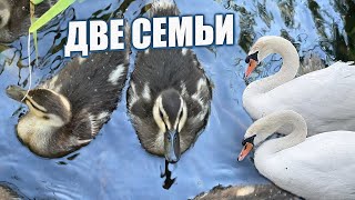 Лебеди и утки, две семьи с птенцами