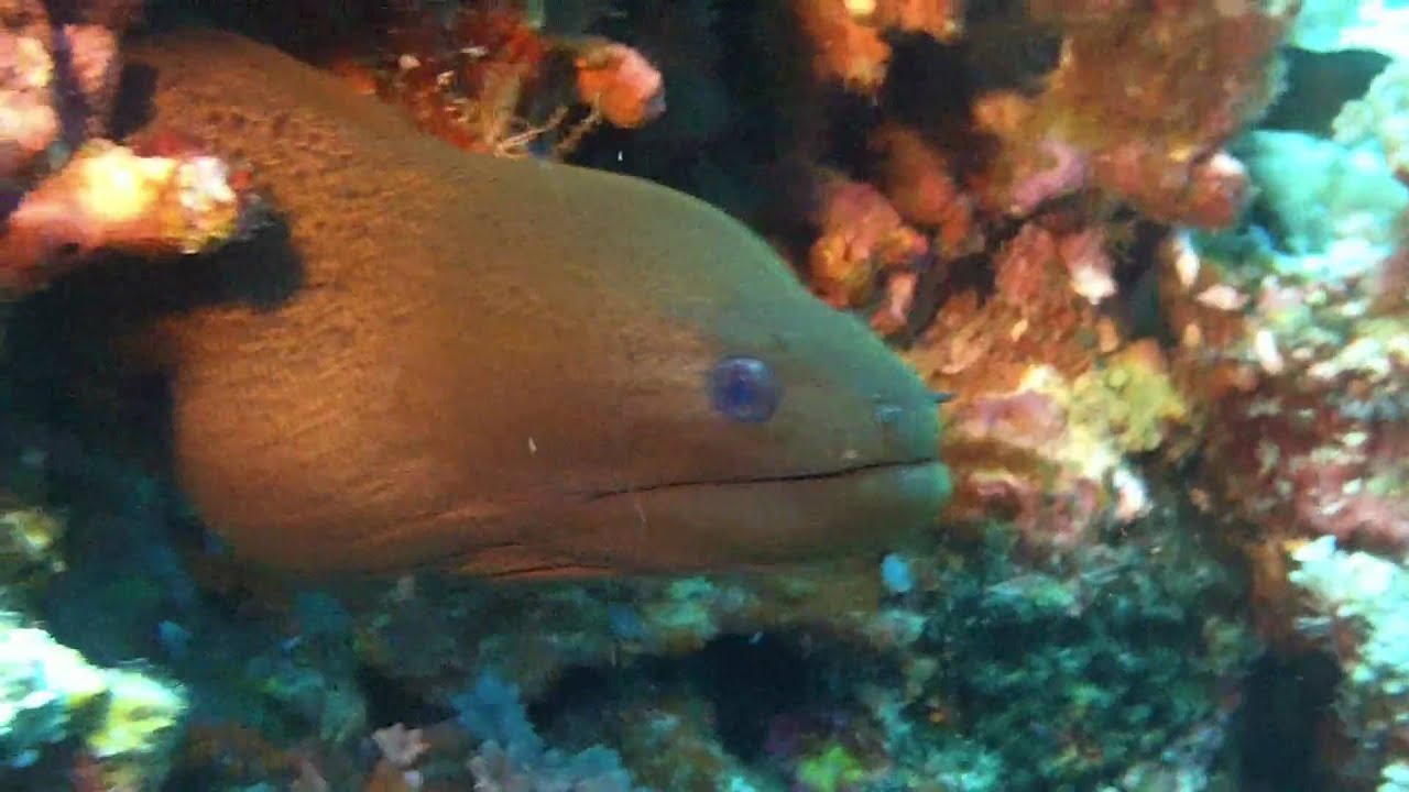 Moray Eel (Siderea thyrsoidea)