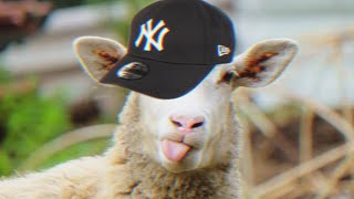 baa baa black sheep remix (Prod. Ras-Hop)