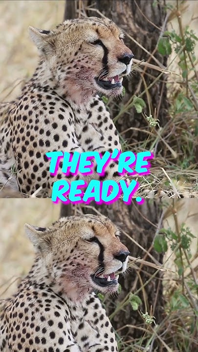 Animal Characteristics Behaviour:Cheetahs: Faster in the Bedroom Than