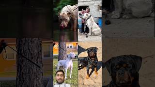 Top four security dog breed Pitbull and Rottweiler 😱#shorts #dogfacts #shortvideo ￼