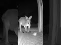 Kangaroo Visits & Sniffs Tiny Kitten on Porch! 🥺 #shorts #kangaroo #kitten #australia