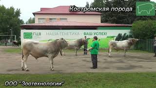 Выводка быков-производителей Костромской породы.