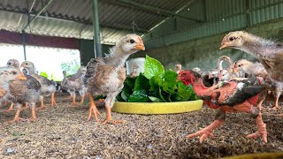 How to cure arthritis in chickens - Chicken farming - Country life