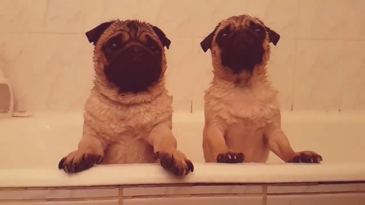 sauna for dogs it's fun 100 YouTube