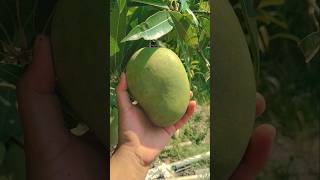 The King of Fruits: Mango Farming🥭🥭#short#viral#foodie#friuts#natural beauty#ytshorts#shortsfeed🥭🥭