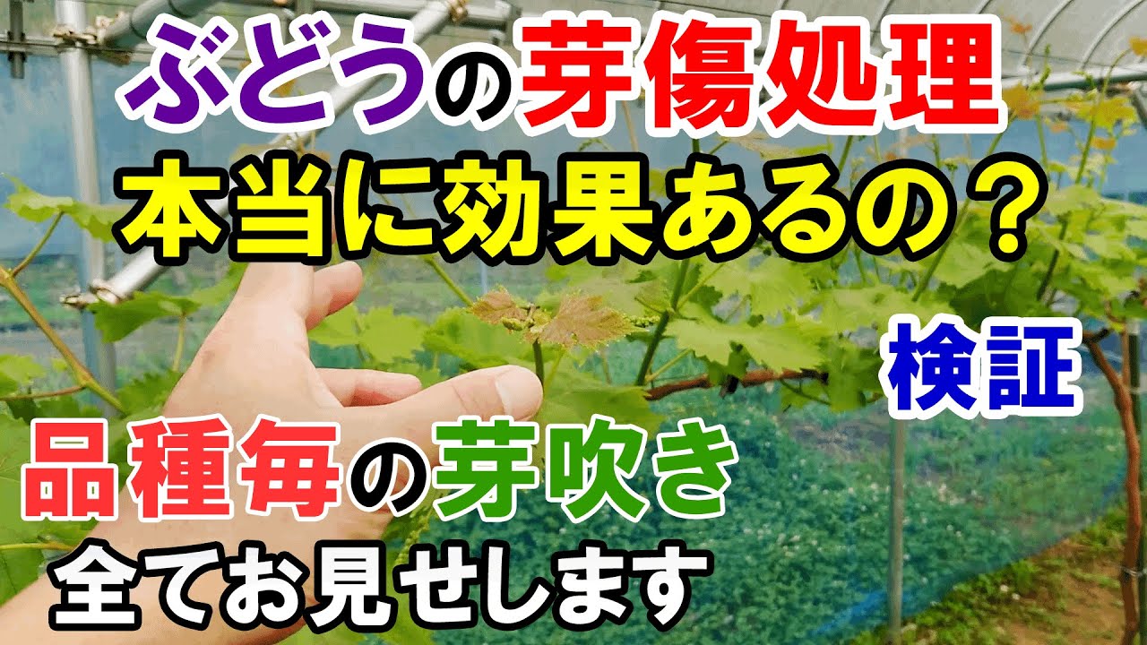 【検証】ぶどうの芽傷処理って本当に効果があるの？　色んな品種の芽吹き結果　全てご紹介します