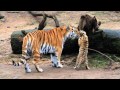 HD Tiger Babys - Cute Tigerbabys - Zoo Cologne - Amurtiger - cute baby animals