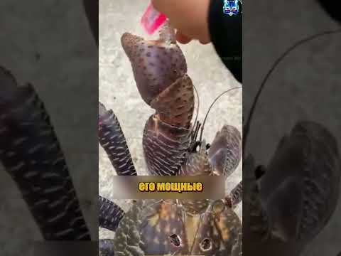 Знаете ли вы, что существует краб, который может расколоть кокос🦀🤯 #животные #крабы #zoo #shorts