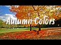 【作業用BGM】 紅葉と日本の伝統色でめぐる、秋の彩りの旅 🍁 Uplifting Morning Music with Autumn Colors 🍂